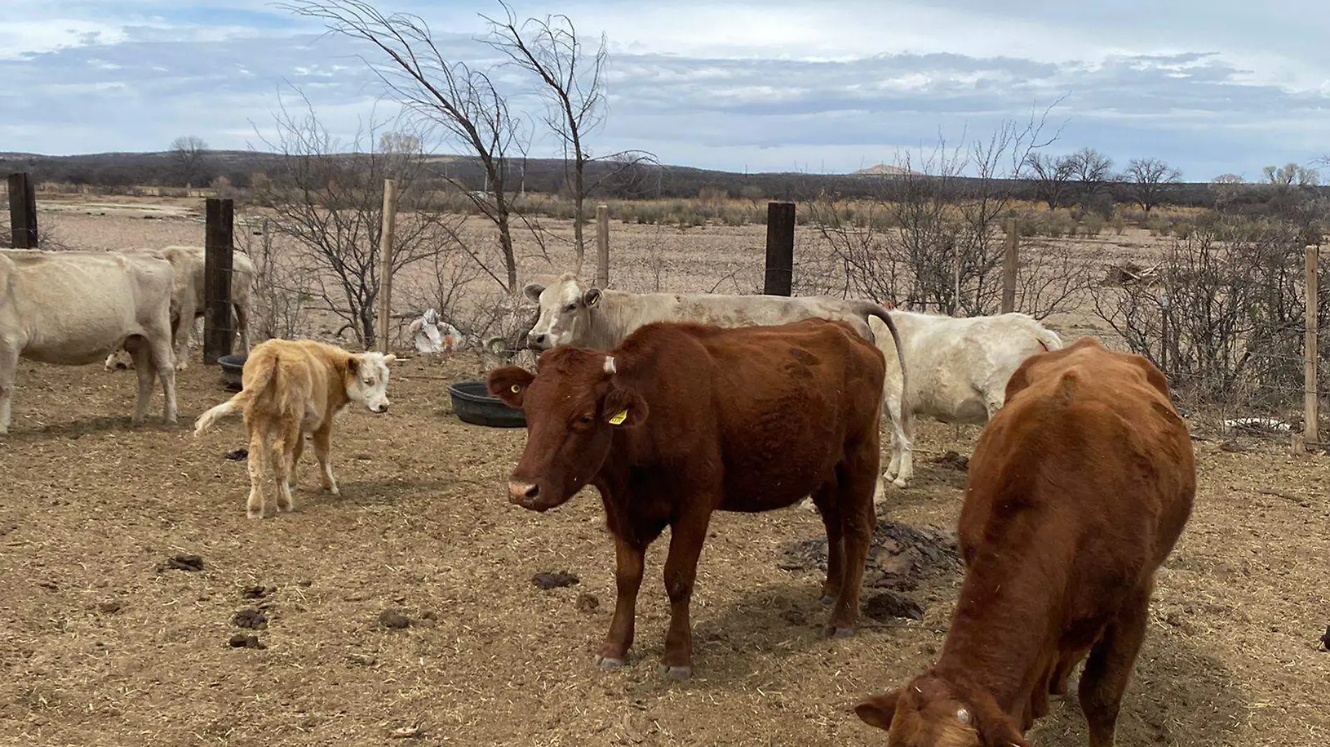 ganado vacas